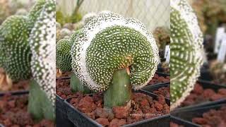 The most beautiful succulent in this planet, cactus #succulents #cactus #garden