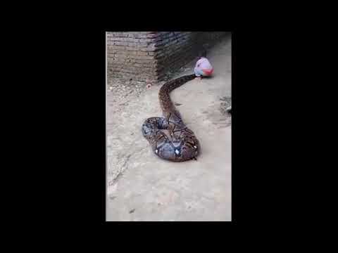 Shocking Moment Toddler plays with a HUGE python