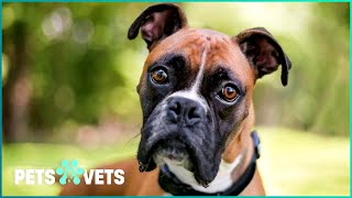 Is A Boxer The Right Dog For You? | Pets In Paradise | Pets & Vets