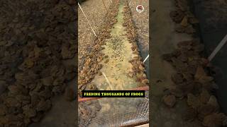 😱 Feeding Thousands of Frogs 🐸 | Amazing Frog Farming Process | How Millions of Frogs are in Farm