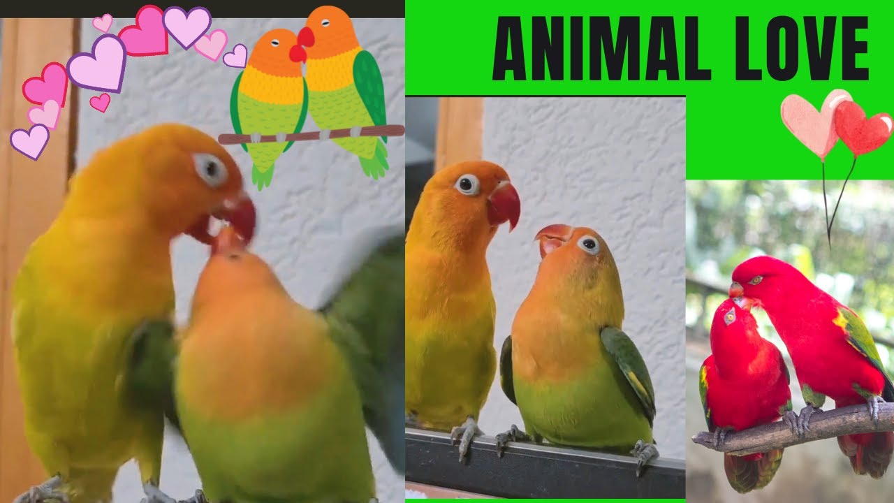 Animals video | preparing birds food | beautiful parrot video status 