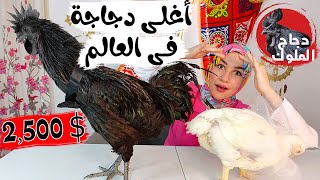 كلت أغلى فرخة فى العالم ? فرخة سوداء تماما ☝️ دجاج لامبورجينى يأكله الملوك فقط 