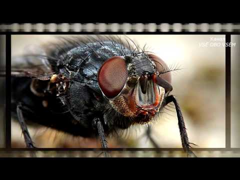 Почему мухи любят навоз