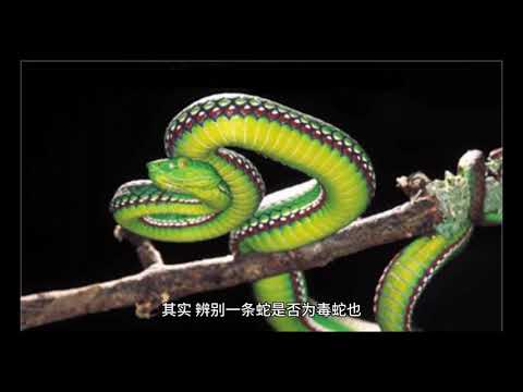 有毒无毒蛇如何区分