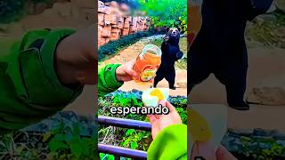 Urso Só queria um pãozinho com mel
