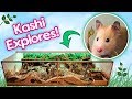 Hamster kashi explores her rainforest cage for the first time