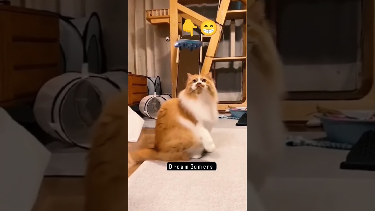 Cat Vs Drone 😂 Funny reaction & compilation video 