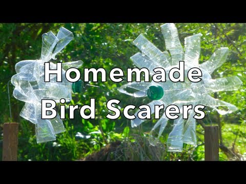 Video: Bird-Proofing Your Home 101: Mọi Thứ Bạn Cần Biết