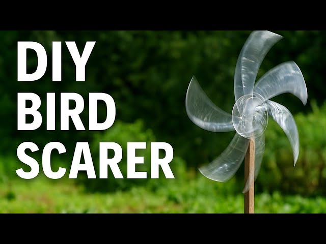 How to Shoo Away Birds 