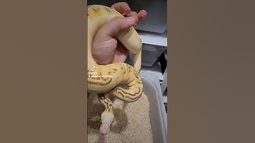 Super pastel woma highway  female this year holdback 😄😁😄😄😁😁