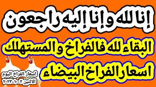اسعار الفراخ البيضاء اليوم/سعر الفراخ البيضاء اليوم الاثنين ٢-١٠-٢٠٢٣ في المحلات في مصر