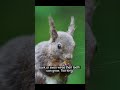 3 Insane Squirrel Secrets You’ve NEVER Heard 🐿️🤯 #didyouknow #didyouknow #facts #crocodileday