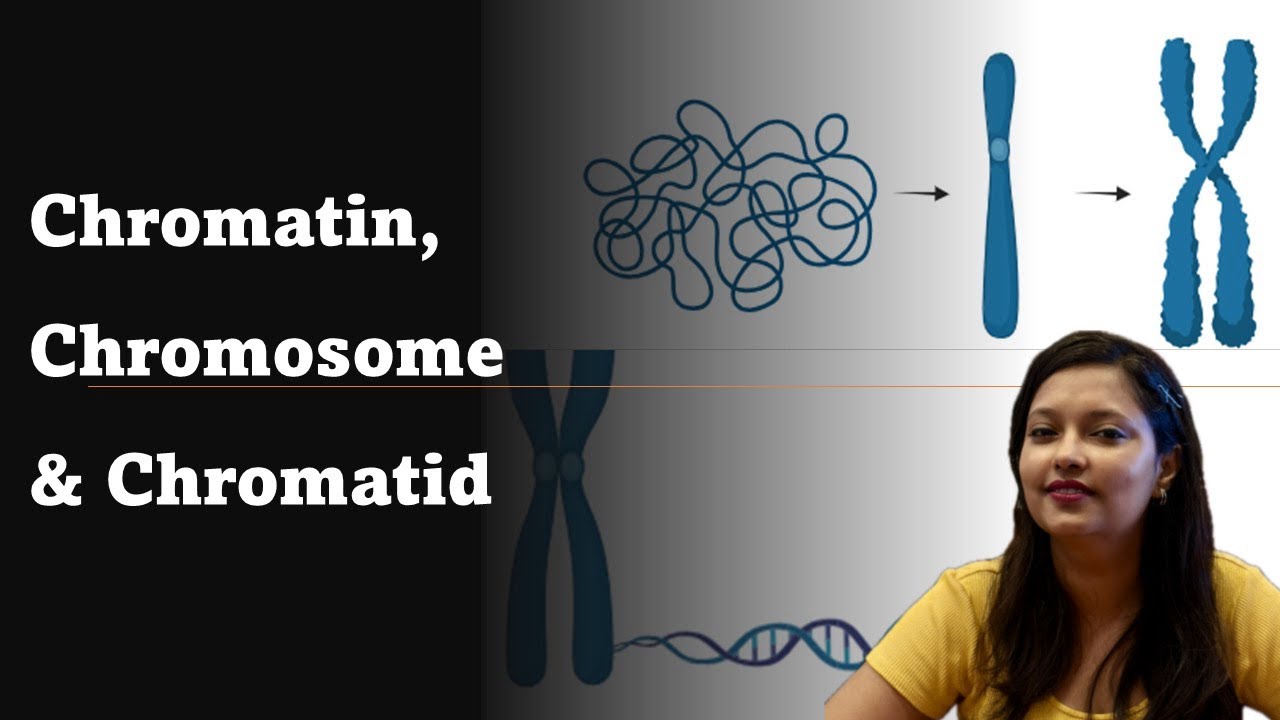Difference between Chromosome, Chromatin and Chromatid NEET | CSIR NET ...
