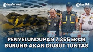 Download Lagu Penyelundupan 7.355 Ekor Burung Kicau di Bali Akan Diusut Tuntas dan Bawa ke Ranah Hukum MP3