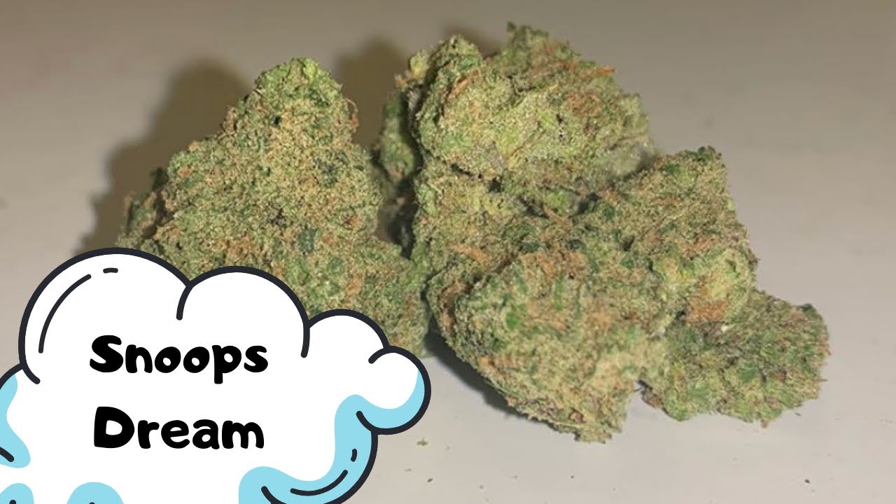 Snoops Dream Strain Review