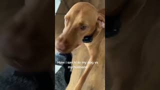 Who can relate #funnydogs #vizsla #dogshorts #dog #doglife #doglover #shortsviral