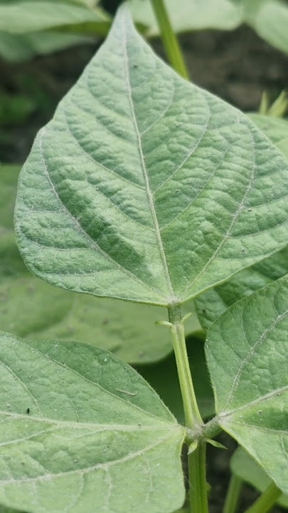 Hybrid red kidney beans plant ☘️ # in my kitchen garden # enjoy beautiful nature ❤️❤️ #watch#viral.