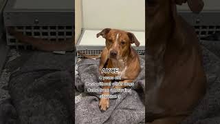 Meet the Pups of Putnam County Animal Rescue!  #dog #humanesociety #animalshelter #adoptdontshop