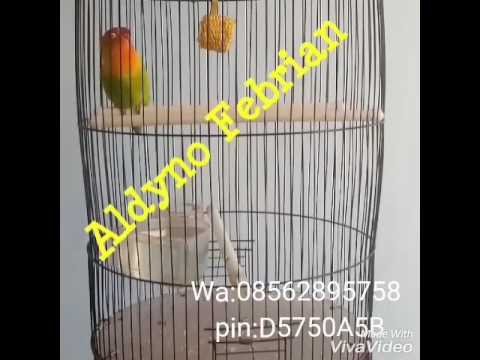 Love bird Aldyno Febrian 40up Love bird Aldyno Febrian 40up