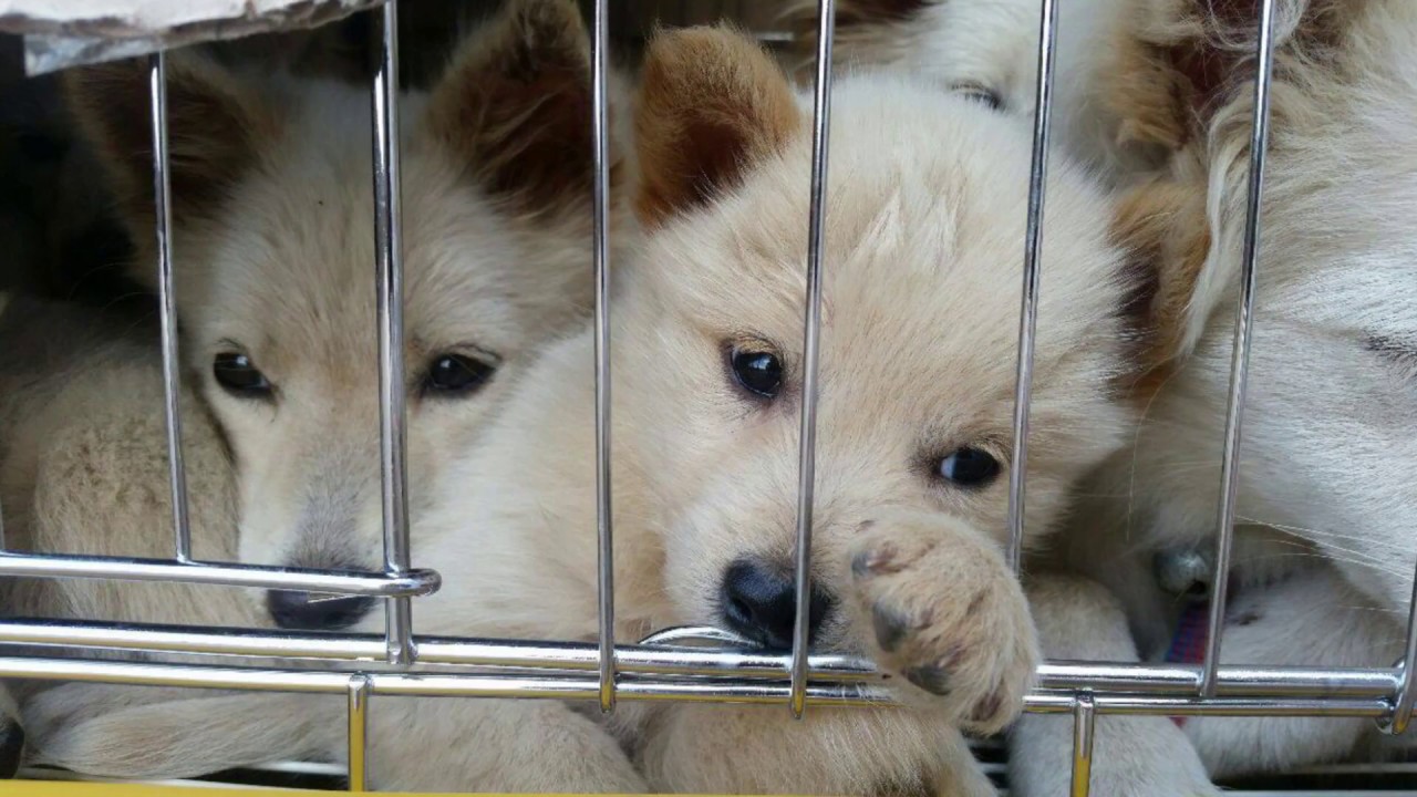 korean bbq near me Jeju dog rescue