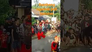 Bantheng Ngamok Jadi Tawuran