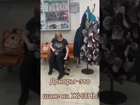 Собаки доноры, это шанс на жизнь.