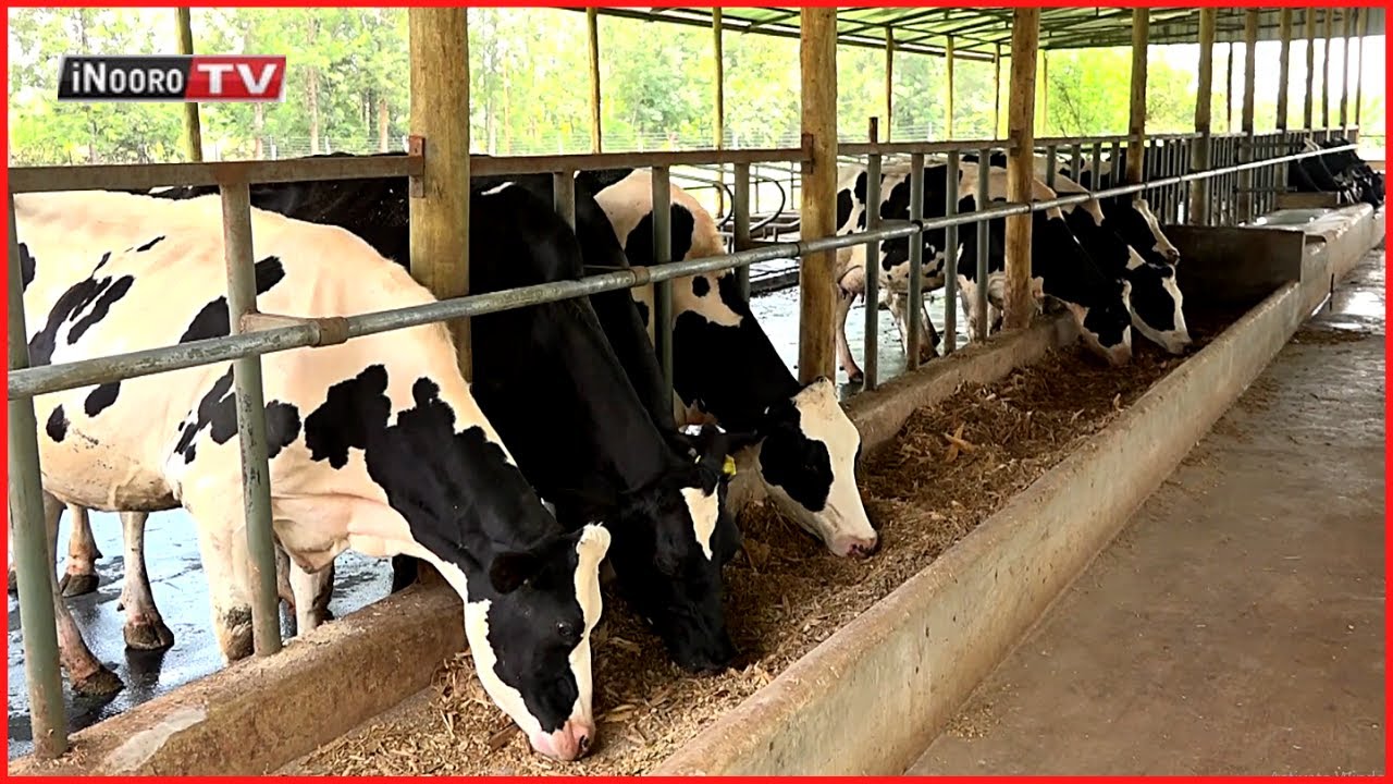 Mũrĩmi wa iria angĩtĩkĩra gwĩbanga wega no atongio nĩ iria Part 1