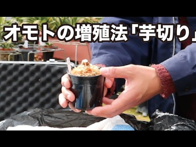 オモトの増殖法「芋切り」4 田哲園編 - YouTube