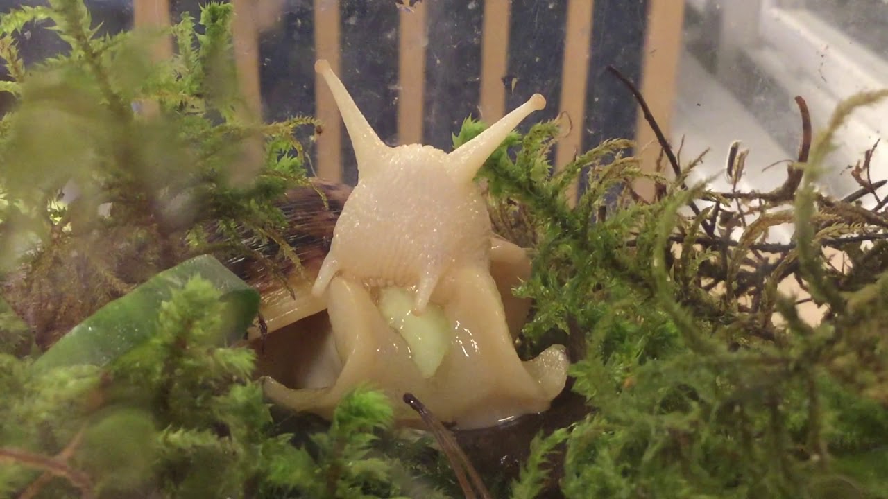 Förskolans snäckor äter gurka