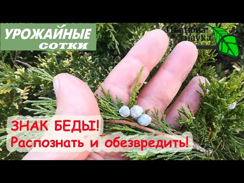 ЭТИ ЯГОДЫ - ЗНАК БЕДЫ! Как отличить опасный можжевельник от безобидных собратьев.