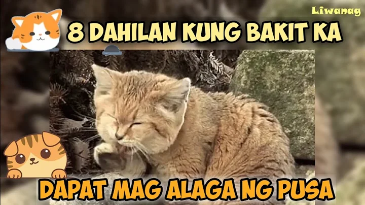 Alamin ang 8 Dahilan kung Bakit ka Dapat Mag alaga ng Pusa - DayDayNews