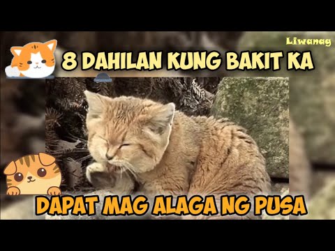 Video: Pag-aalaga at Pagpuputas ng Sago Palm - Impormasyon Tungkol sa Pagputol ng mga Sago Palm