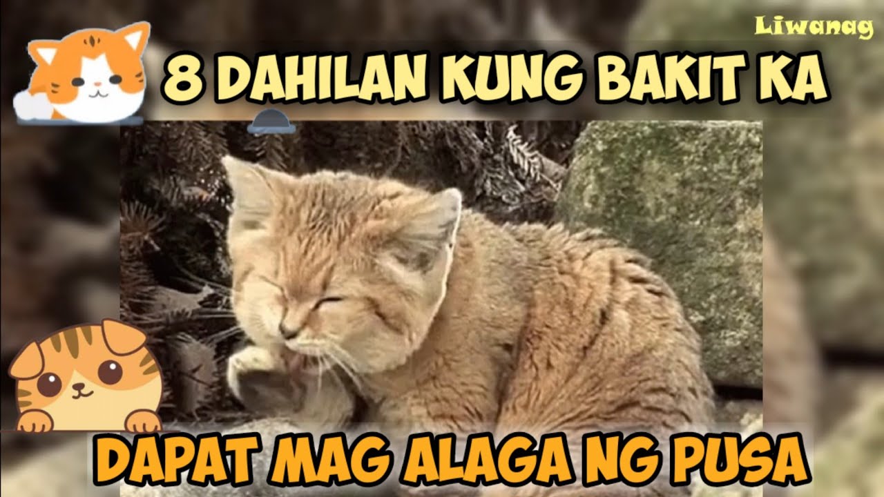 Alamin ang 8 Dahilan kung Bakit ka Dapat Mag alaga ng Pusa