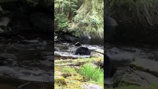 Alaskan Bear's Salmon Fishing Expedition