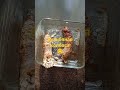 Бульбяная колбаса. #рек #вкусно #рецепт #готовка #беларускаякухня #бульба #колбаса #рекомендации