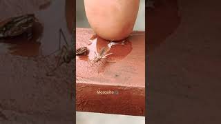 🕷️😲😲HOW MOSQUITO WILL APPEARS WITH ZOOM 😲 #mosquito