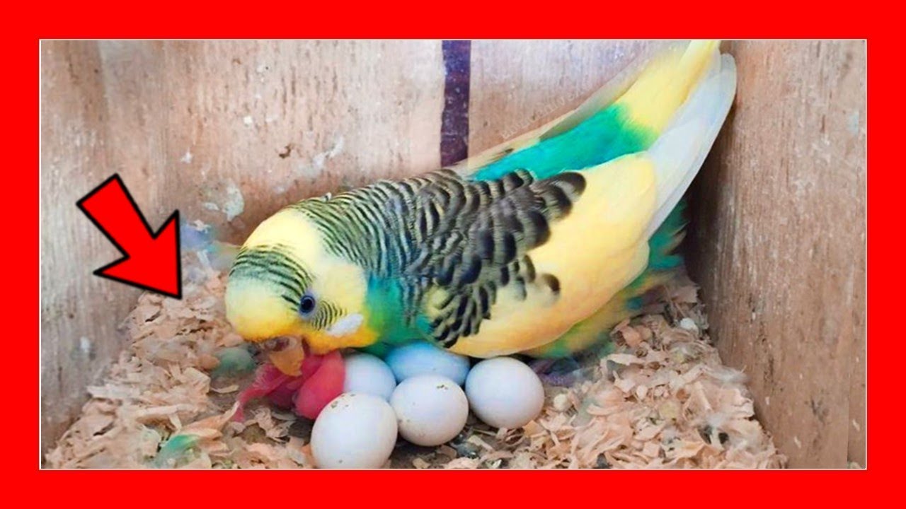 ¿PORQUE NO NACEN LOS PERIQUITOS AUSTRALIANOS? 🐣 CRIA DE PERIQUITOS YouTube ¿PORQUE NO NACEN LOS PERIQUITOS AUSTRALIANOS? 🐣 CRIA DE PERIQUITOS YouTube