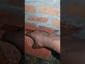 Plastic into a metal dust bin #shorts
