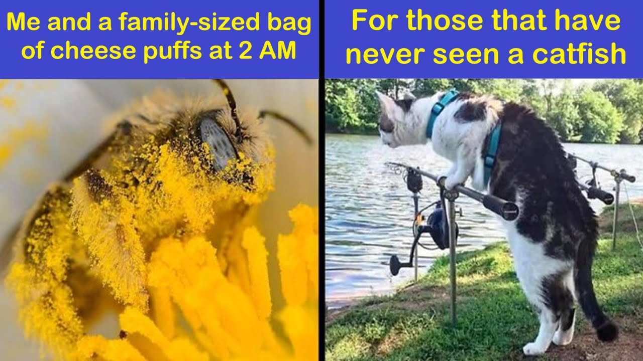 Funny Animal Memes That Are So Pure, You Might Forget The World Is On Fire | Happy And Fun