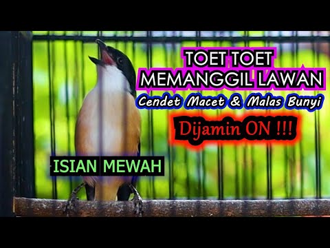 PALING DICARI TERAPY CENDET AMPUH CETAK PETARUNG BERMENTAL JUARA, PANCINGAN CENDET GACOR ISIAN MEWAH