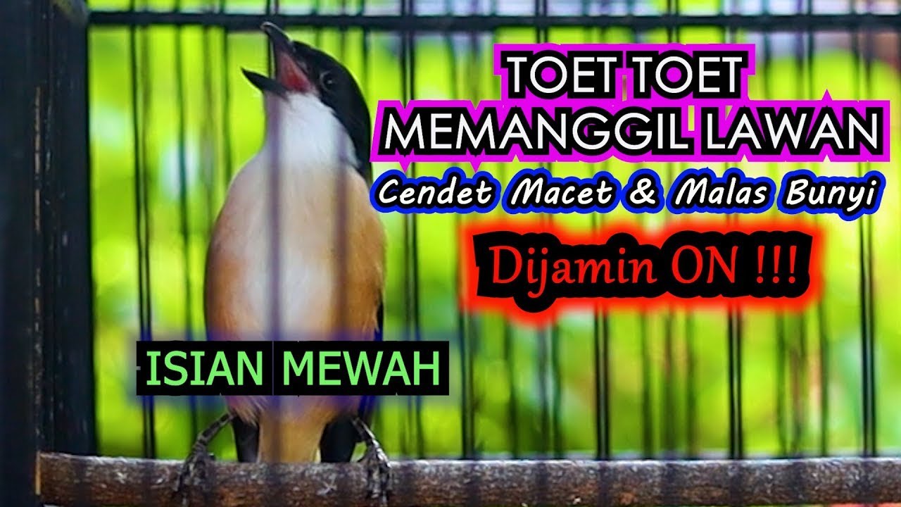SUARA TOET TOET SAMBUNG ISIAN MEWAH DIJAMIN LANGSUNG ON, PANCINGAN CENDET GACOR ISIAN MEWAH