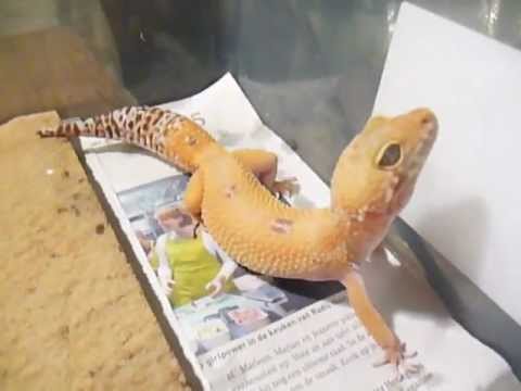 mack snow albino SnakeHouseBxl - Leopard Gecko's (Sunglow and Mack snow hypo het tremper albino 50% poss het raptor)