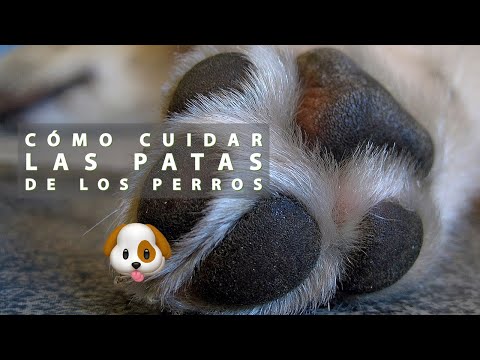 Video: ¿Soy un mal dueño de una mascota si no limpio las patas de mi perro después de una caminata de invierno?