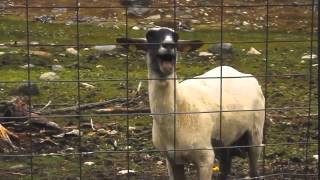 Famous UMvC3 Bionic YEEEEAAAAHHHHHH!!!! Goat Edition (Commando MvC2 REMIX) #GTSD Profile