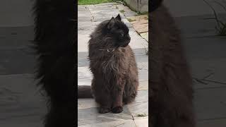 кот Гоча