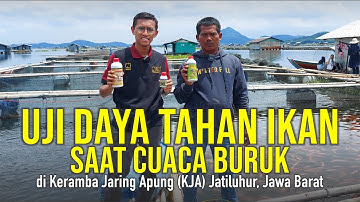 Keramba Jaring Apung Berteknologi NASA: Macam Macam Ikan ada! KJA Jatiluhur, Jawa Barat