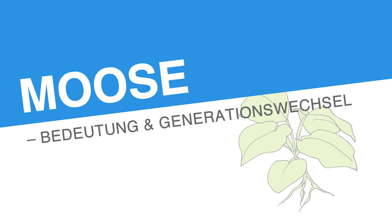 MOOSE  BEDEUTUNG & GENERATIONSWECHSEL | Biologie