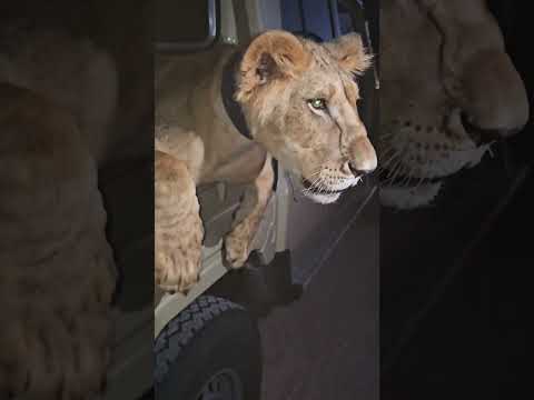 اسد فوق شاص تبارك الله شاص محبين ال شاص يجمعو شاص