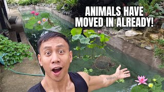 Our Giant Outdoor Pond Is Finally Completed & Animals Have Moved In | Vlog #1666