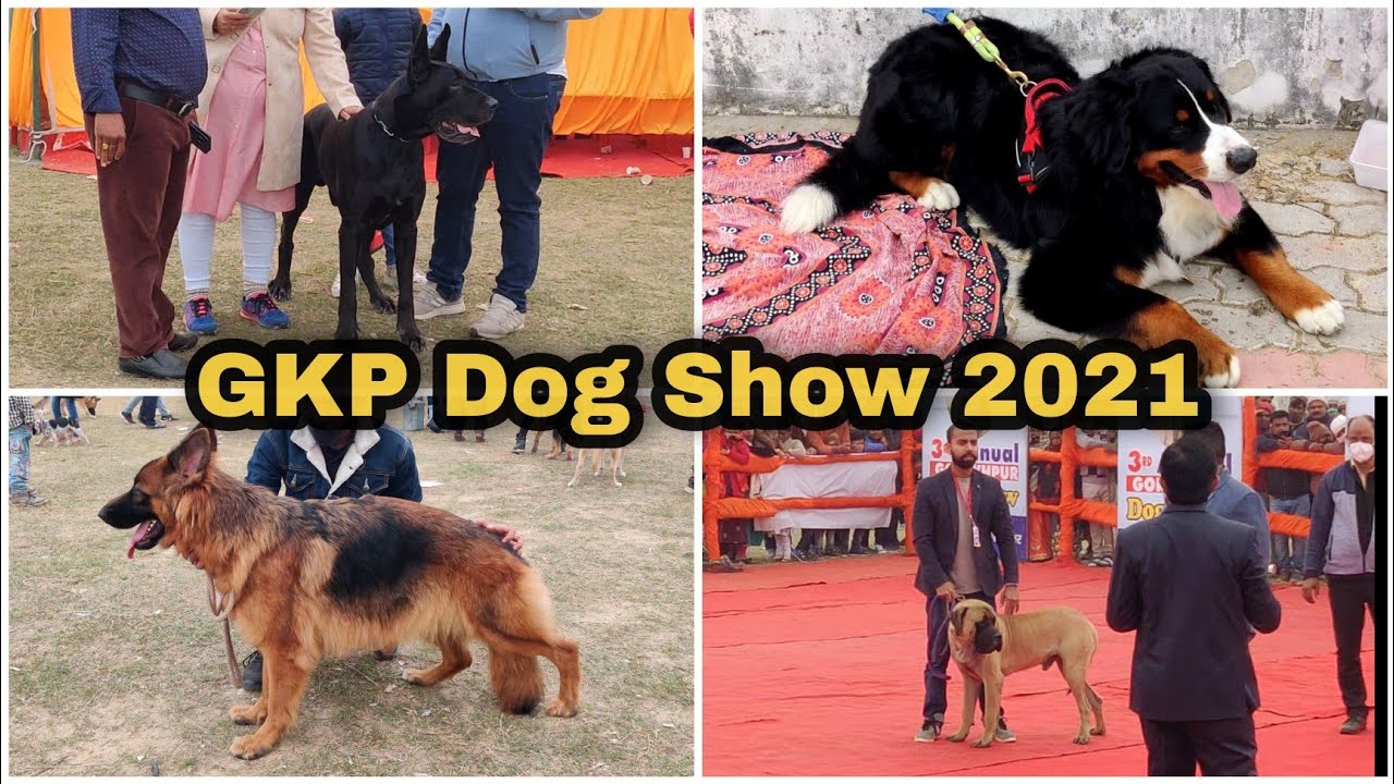 Dog Show 2021 Gorakhpur Full Event Kennel Club Of India YouTube